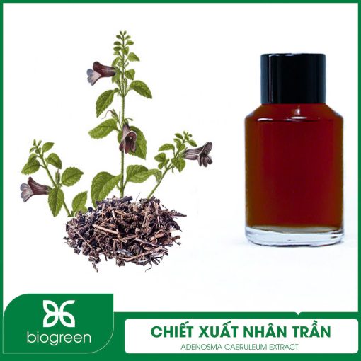 Chiết xuất Nhân trần