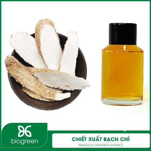 Chiết xuất Bạch chỉ