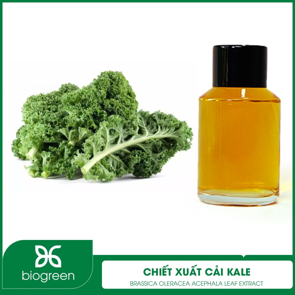 Chiết Xuất Cải Kale