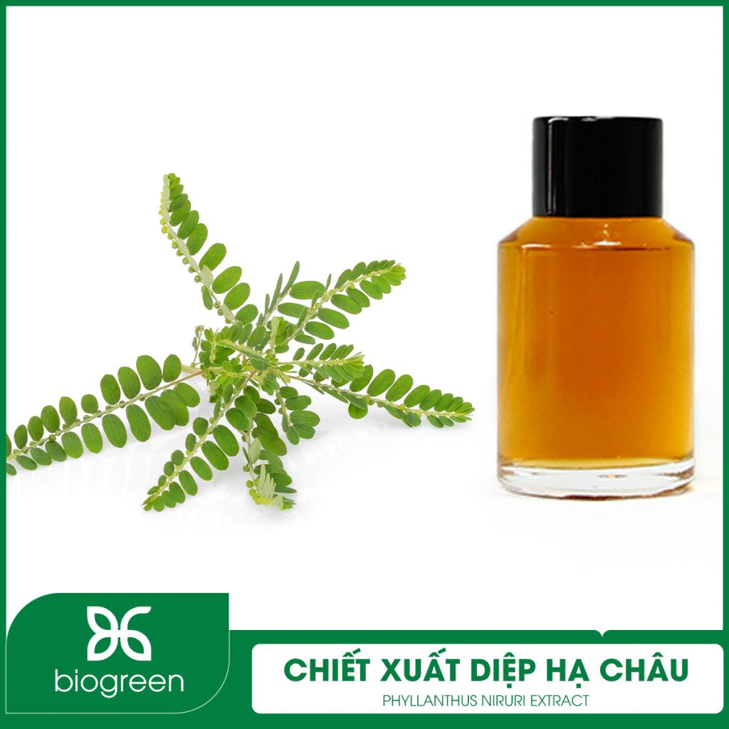 Chiết xuất Diệp hạ châu