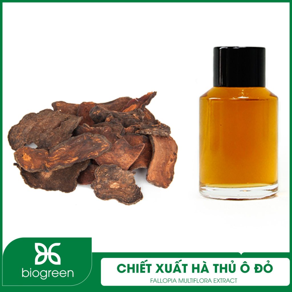 Chiết xuất Hà thủ ô đỏ