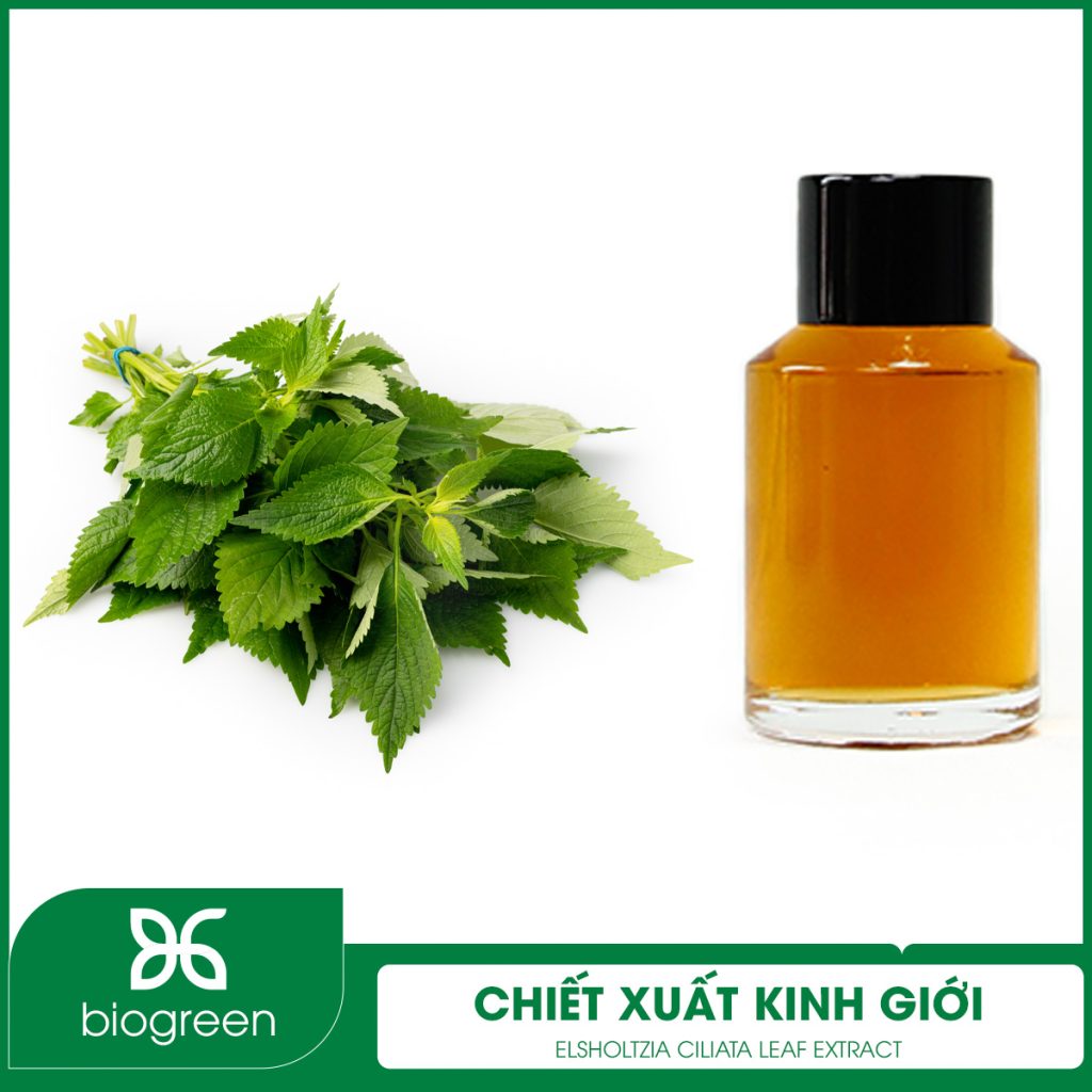 Chiết Xuất Kinh Giới