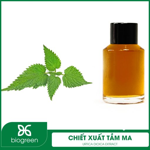 Chiết Xuất Tầm Ma