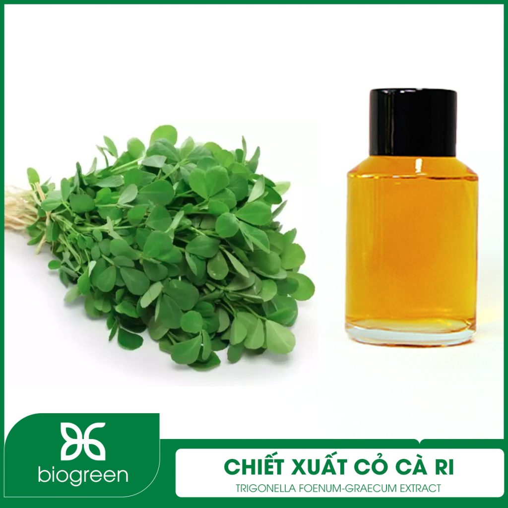 Chiết Xuất Cỏ Cà Ri