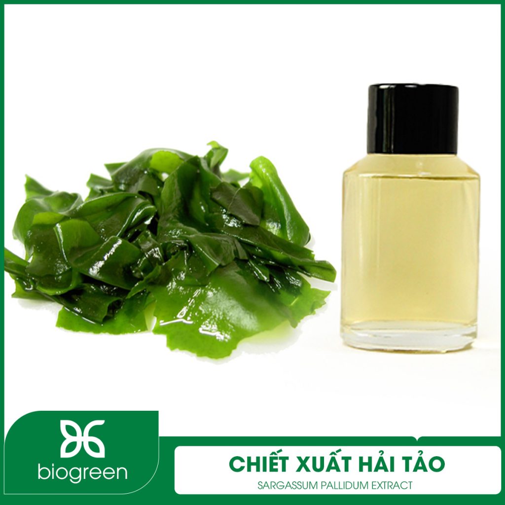 Chiết Xuất Hải Tảo