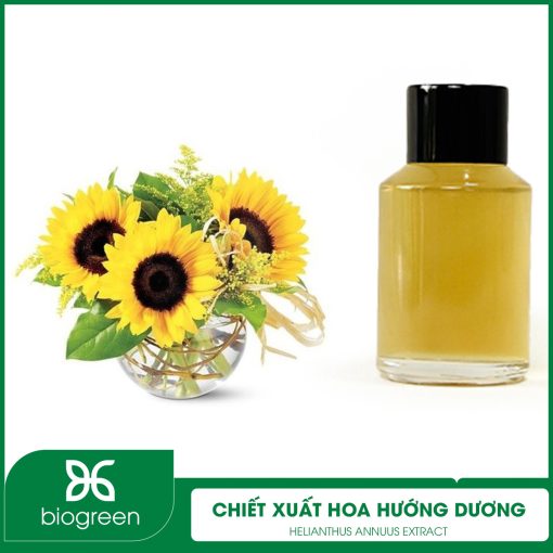 Chiết Xuất Hoa Hướng Dương
