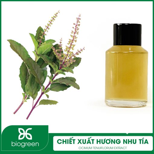 Chiết Xuất Hương Nhu Tía