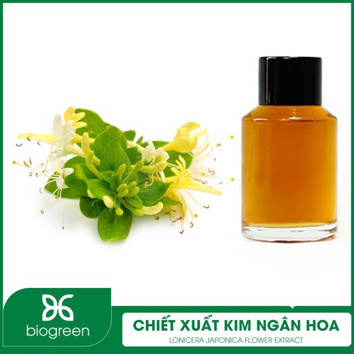 Chiết Xuất Kim Ngân Hoa