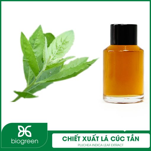 Chiết Xuất Lá Cúc Tần