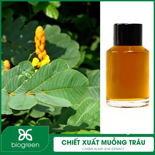 Chiết Xuất Muồng Trâu