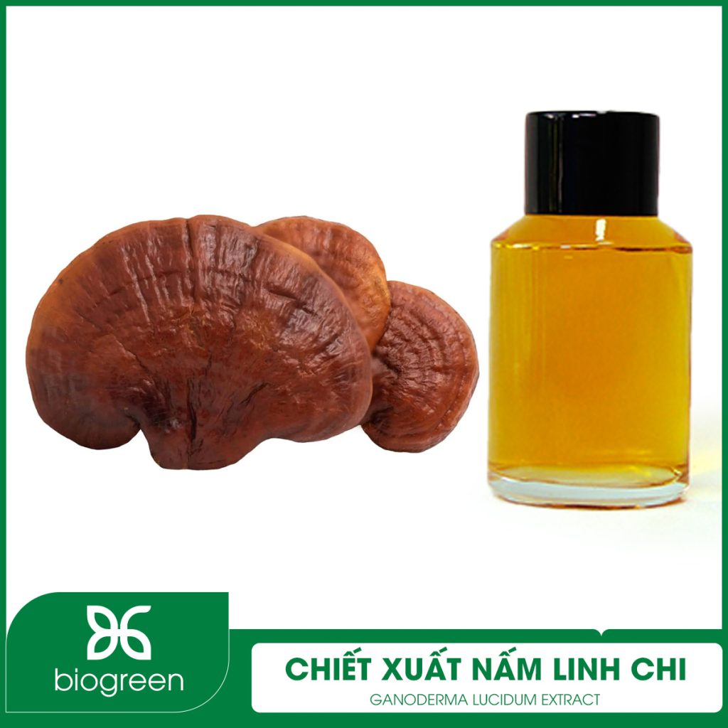 Chiết Xuất Nấm Linh Chi