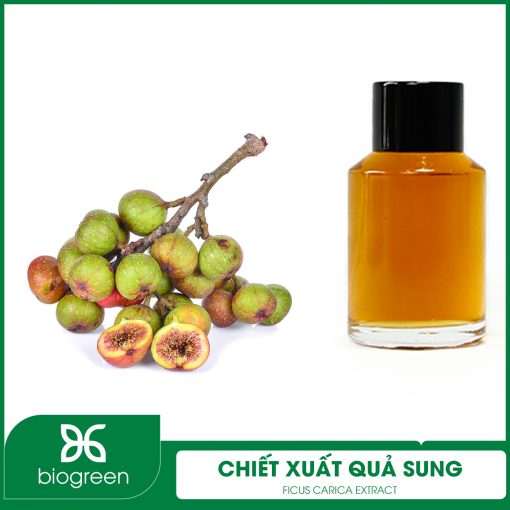 Chiết xuất quả Sung