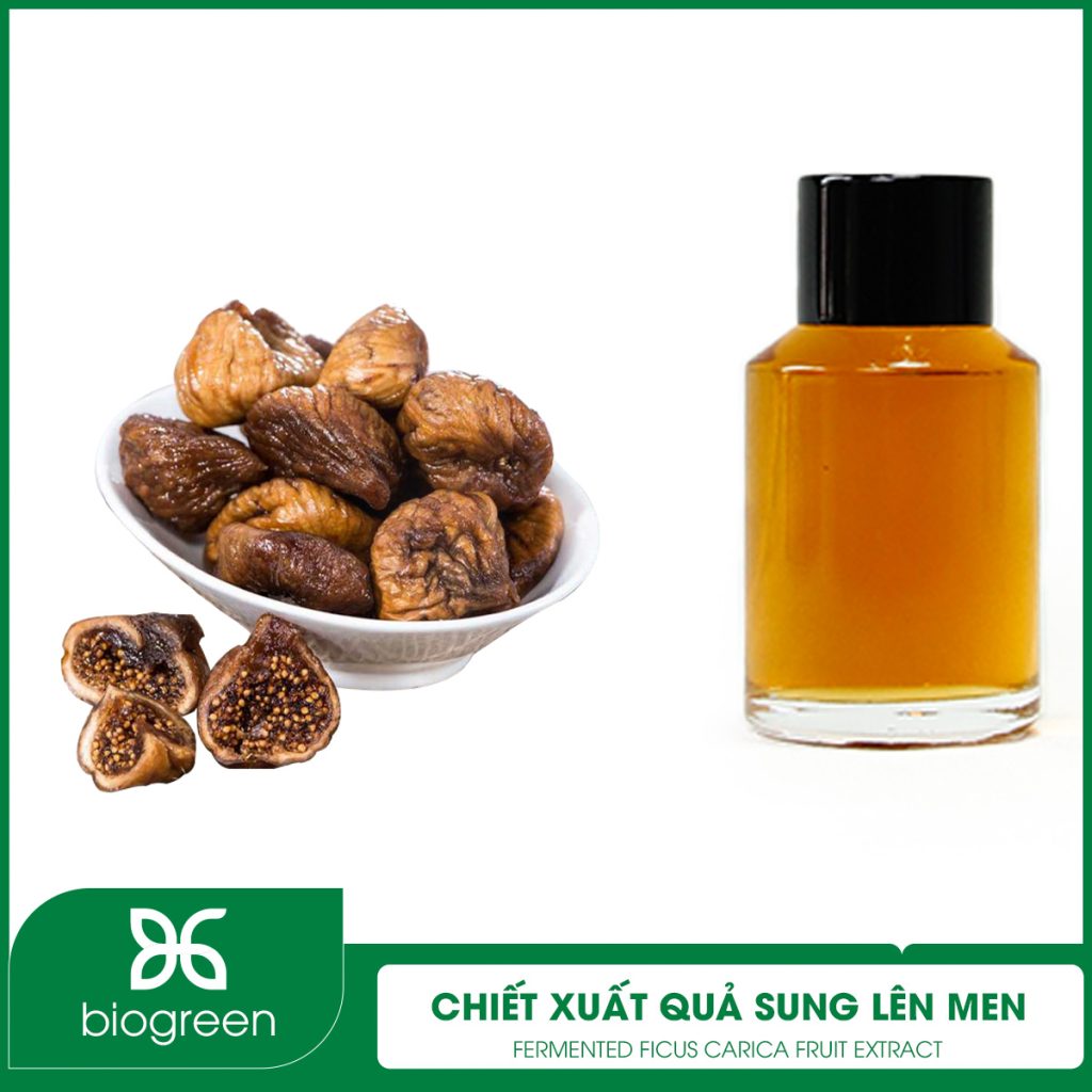 Chiết Xuất Quả Sung Lên Men