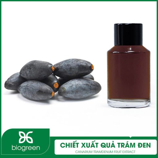 Chiết xuất Quả trám đen