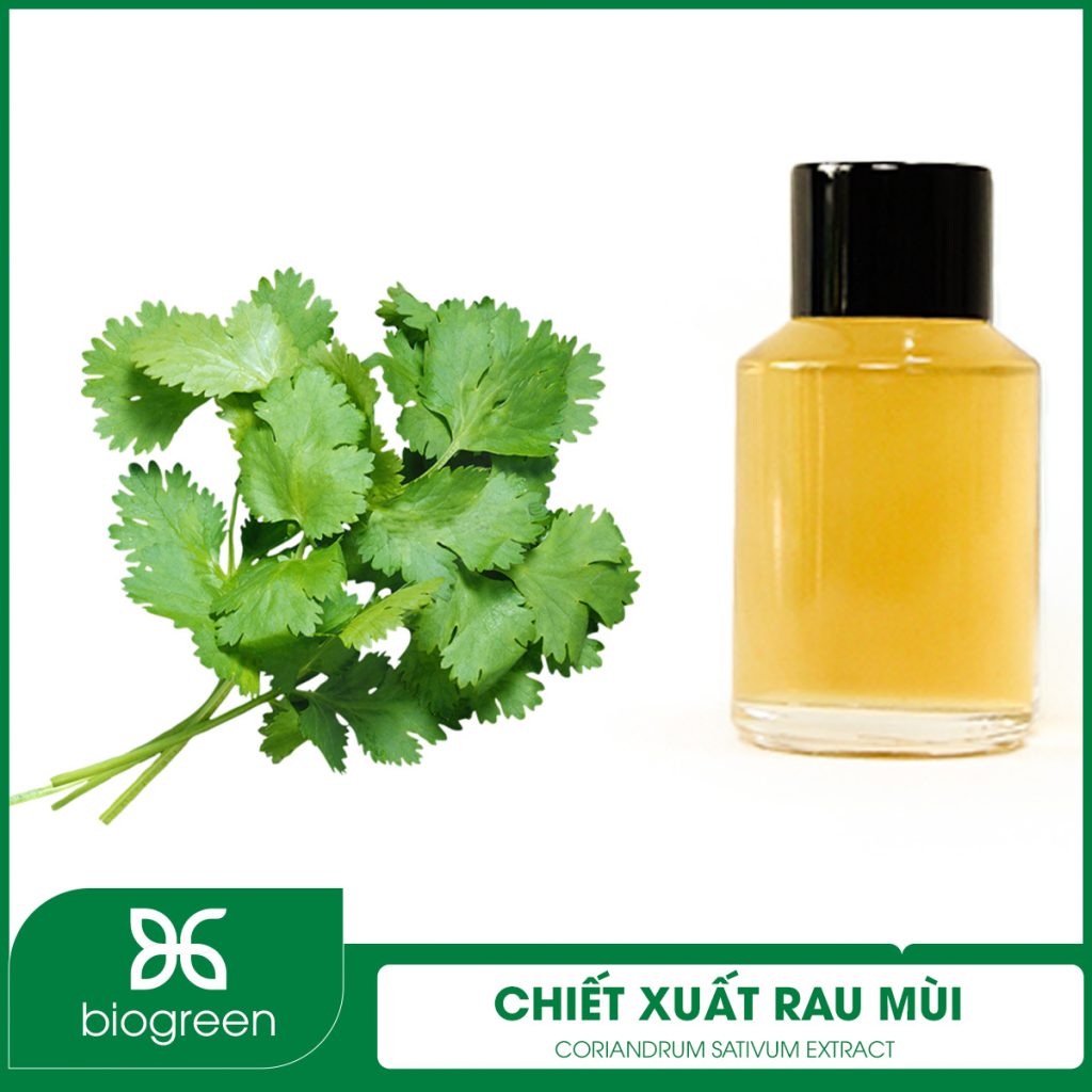 Chiết Xuất Rau Mùi