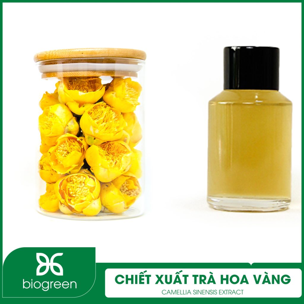 Chiết Xuất Trà Hoa Vàng
