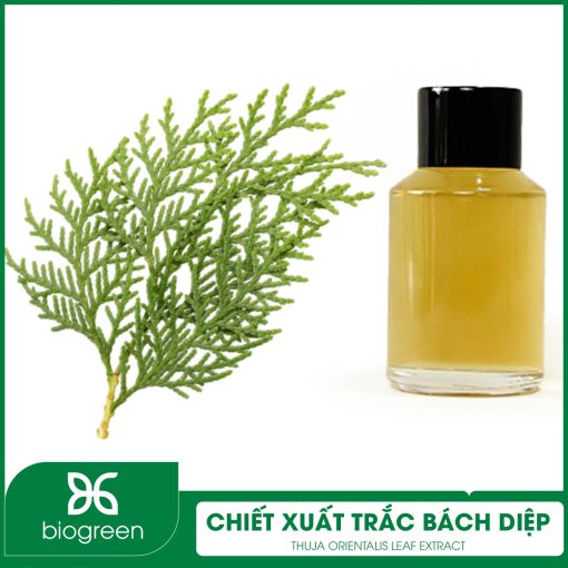 Chiết Xuất Trắc Bách Diệp