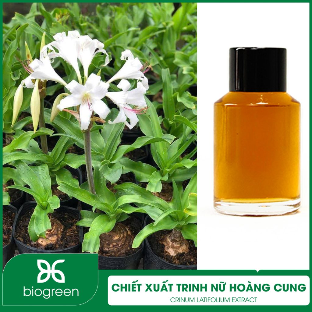 Chiết Xuất Trinh Nữ Hoàng Cung