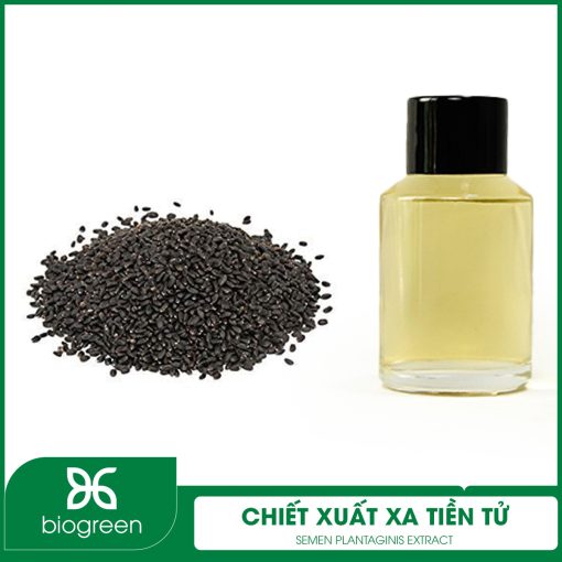 Chiết Xuất Xa Tiền Tử
