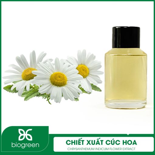 Chiết Xuất Cúc Hoa