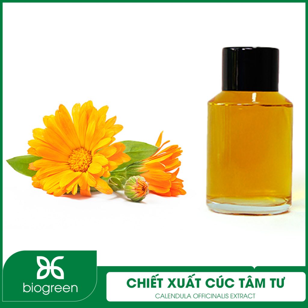 Chiết Xuất Cúc Tâm Tư