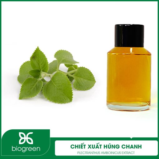 Chiết Xuất Húng Chanh