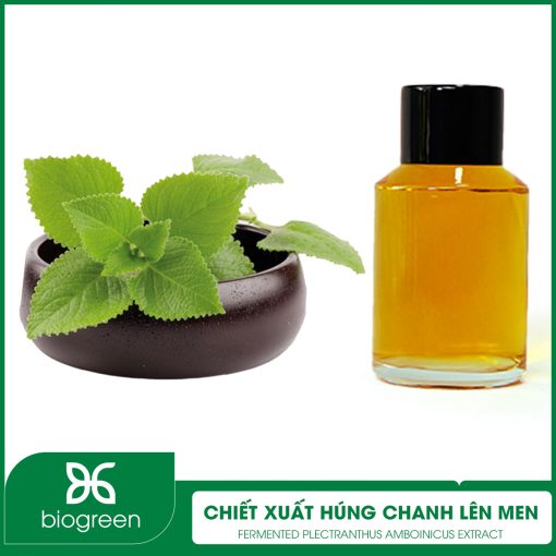 Chiết Xuất Húng Chanh Lên Men