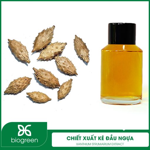 Chiết Xuất Ké Đầu Ngựa