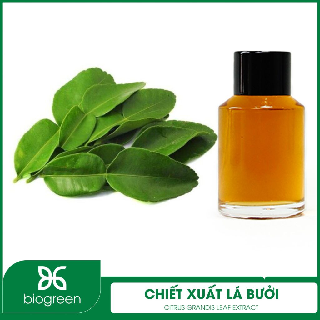 Chiết Xuất Lá Bưởi