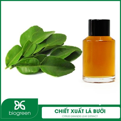 Chiết Xuất Lá Bưởi