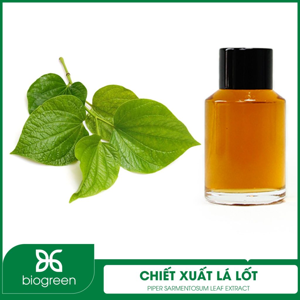 Chiết Xuất Lá Lốt