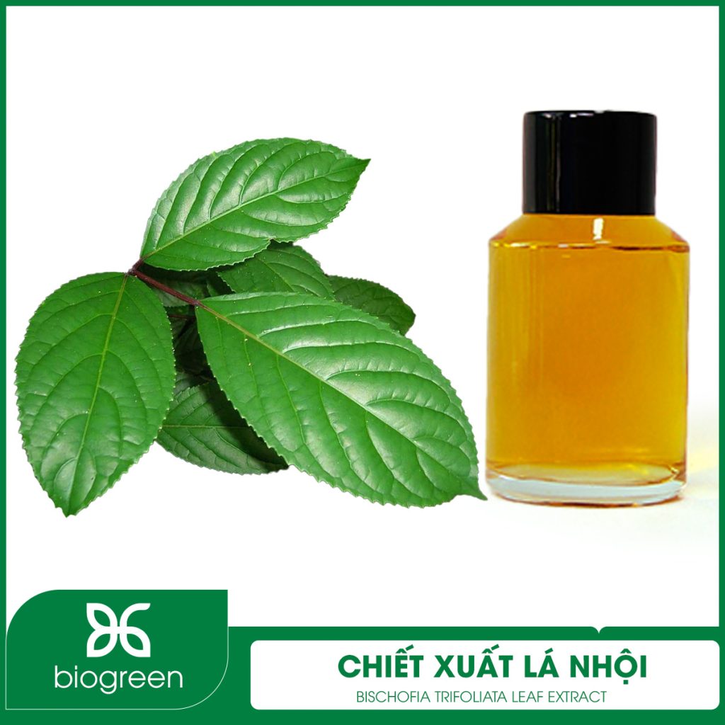 Chiết Xuất Lá Nhội