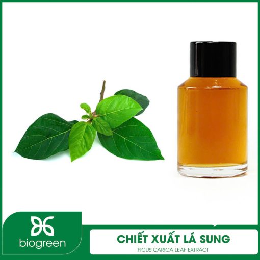 Chiết Xuất Lá Sung