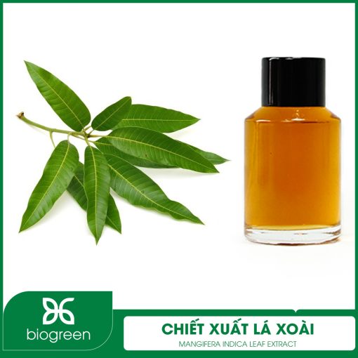 Chiết xuất Lá xoài
