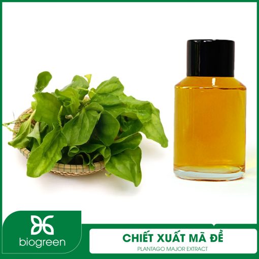 Chiết xuất Mã đề