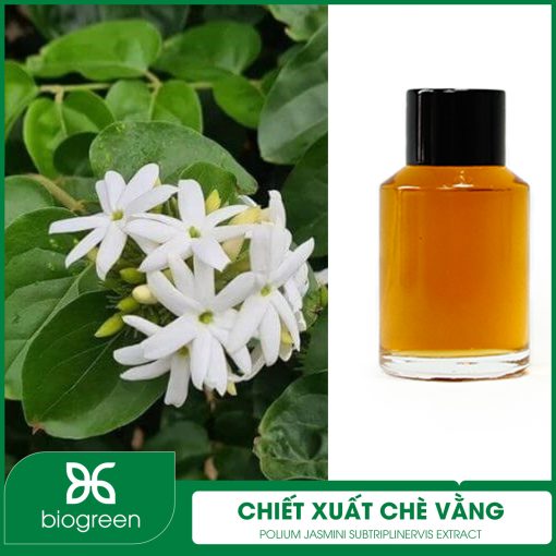 Chiết xuất Chè vằng