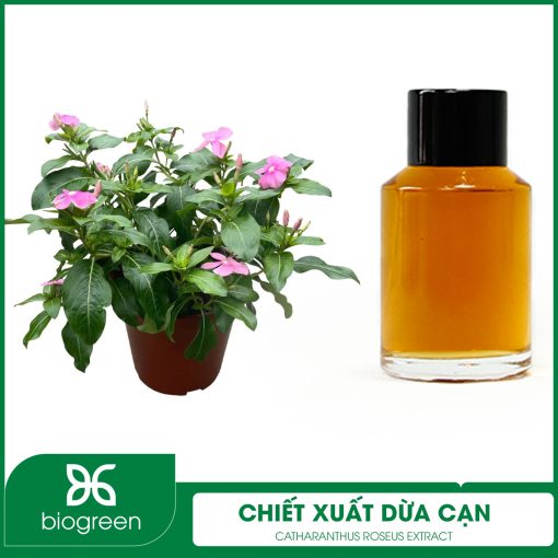 Chiết xuất Dừa cạn