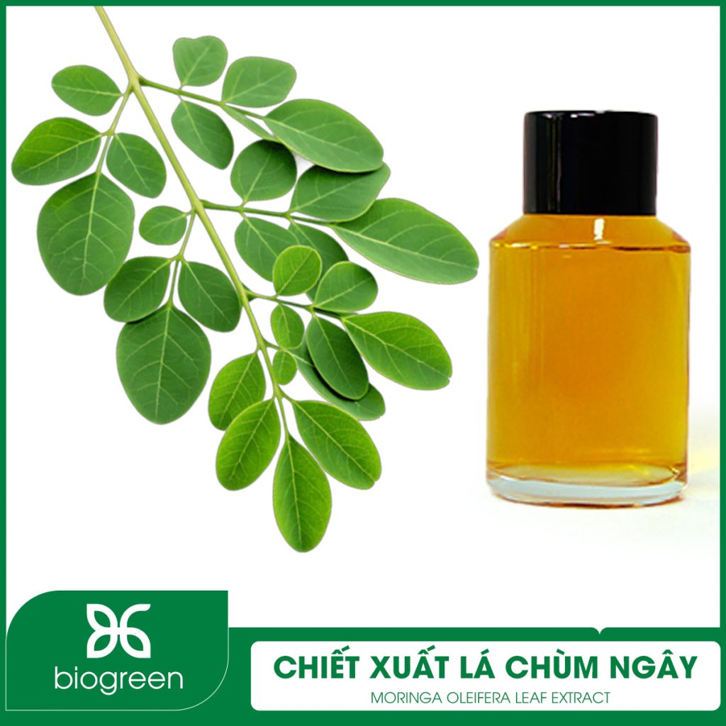 Chiết xuất Lá chùm ngây