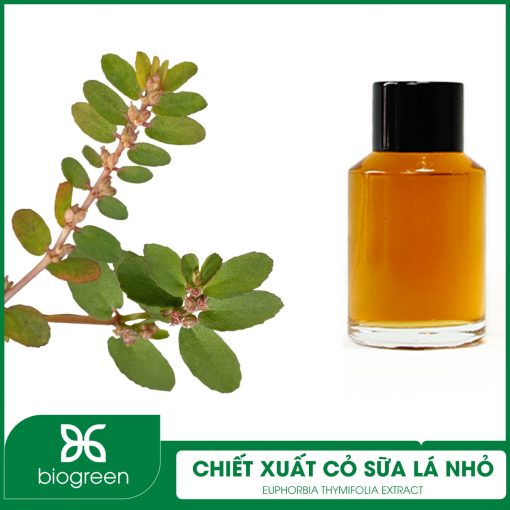 Chiết xuất Cỏ sữa lá nhỏ