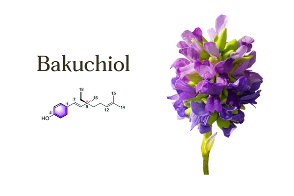 Bakuchiol - Nguyên Liệu Mỹ Phẩm Thiên Nhiên Đầy Hứa Hẹn Trong Tương Lai