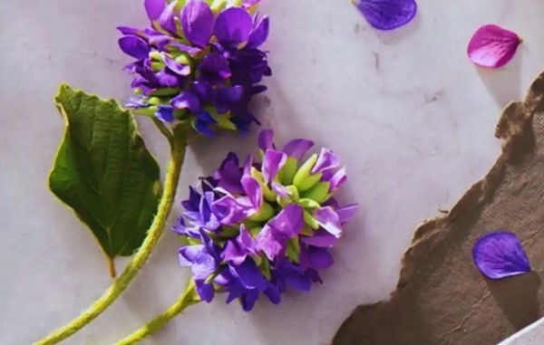 Bakuchiol - Nguyên Liệu Mỹ Phẩm Thiên Nhiên Đầy Hứa Hẹn Trong Tương Lai 2
