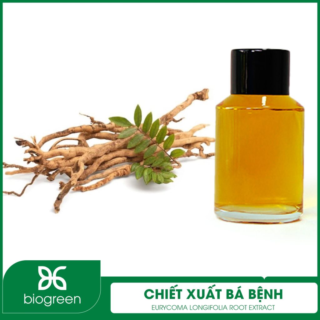Chiết xuất Bá bệnh