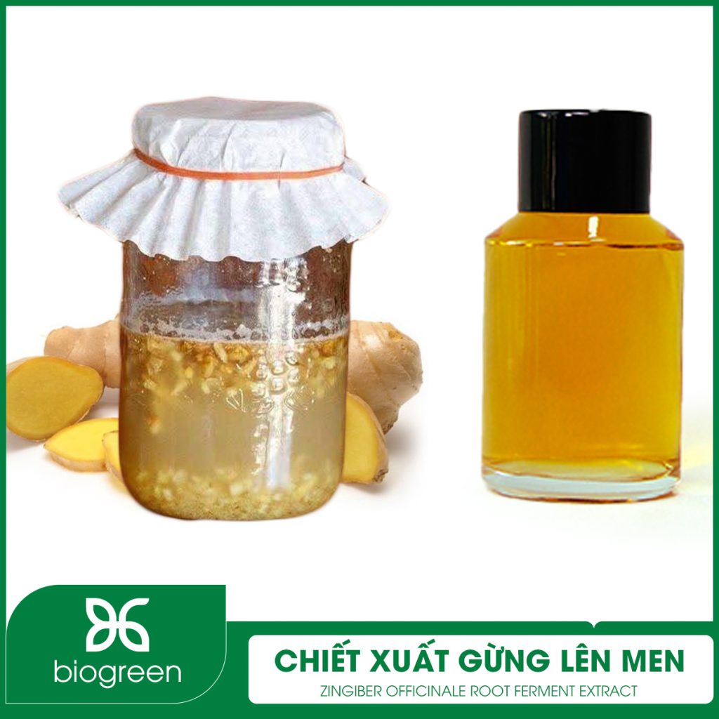 Chiết xuất Gừng lên men
