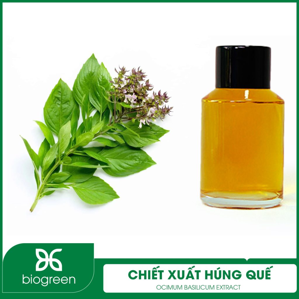 Chiết xuất Húng quế