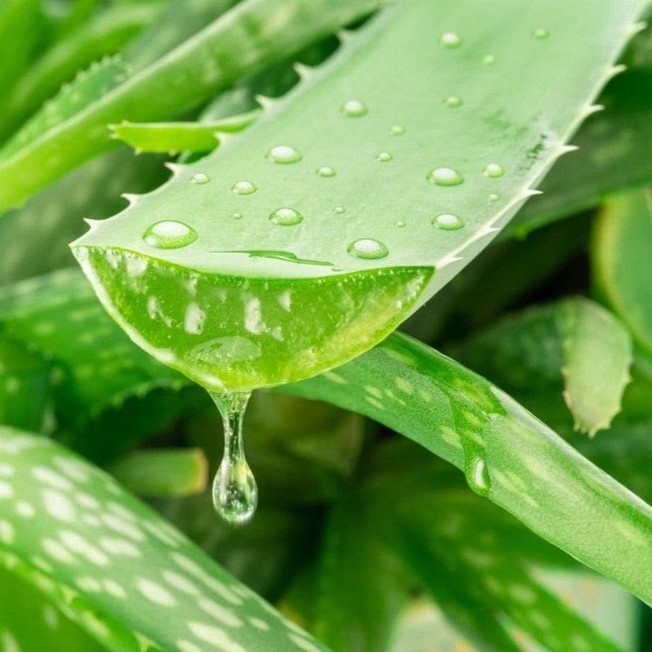 Chiết xuất Lô Hội