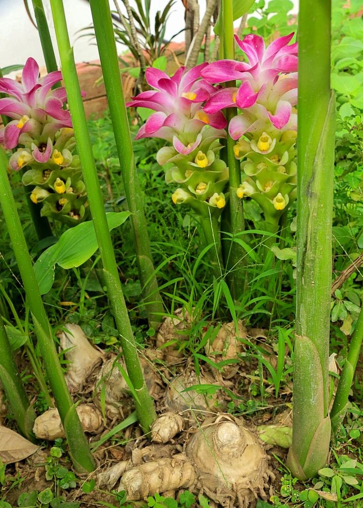 Chiết xuất Nga Truật