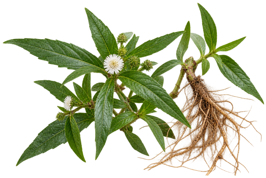 Chiết xuất Nhọ Nồi