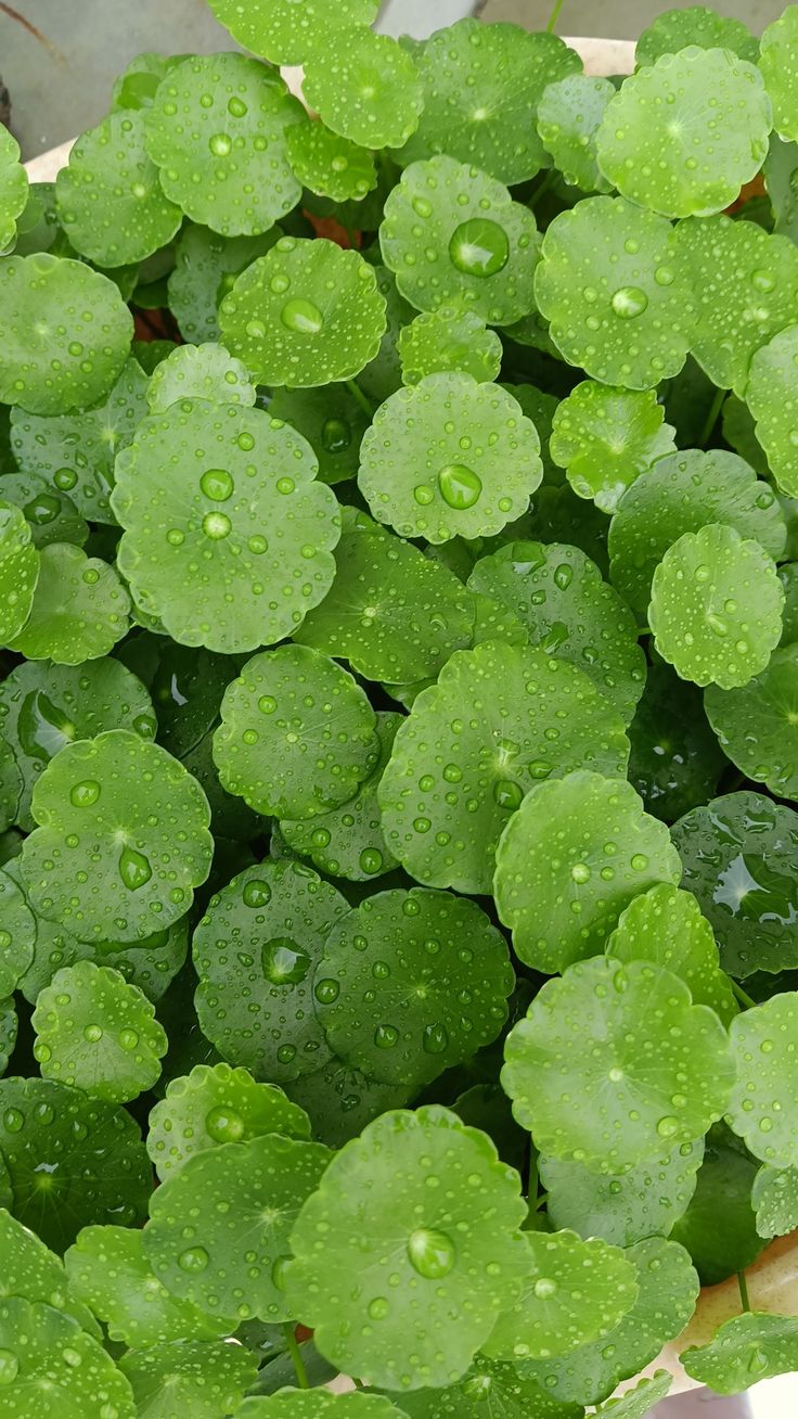 Chiết xuất Rau Má ( không màu )