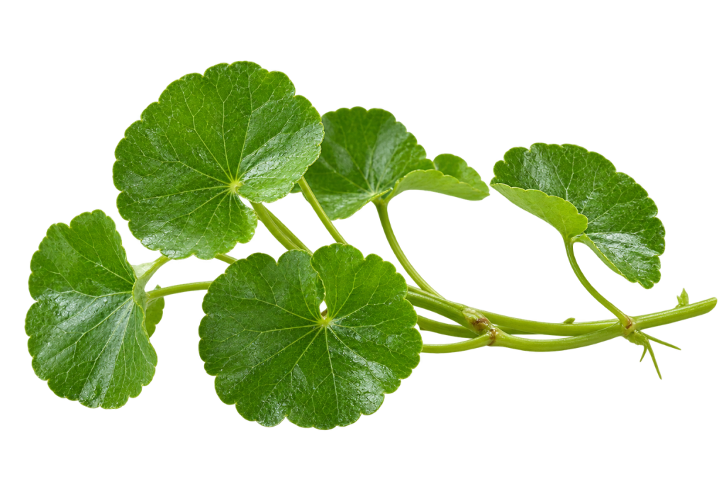 Chiết xuất Rau Má ( không màu )